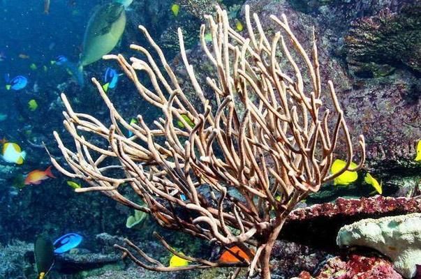 水族館建造費(fèi)用（建造一個(gè)水族館不僅需要考慮投資成本，還需要考慮長期運(yùn)營和維護(hù)） 水族館百科（水族館加盟） 第1張