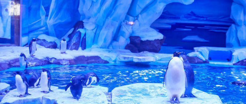 水族館哪里的比較好（上海海洋水族館） 水族館百科（水族館加盟） 第3張