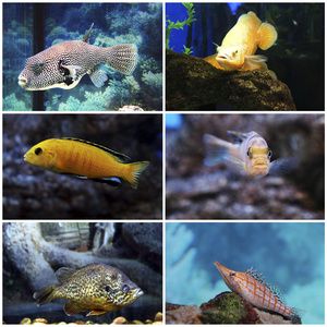 水族館 魚(yú)類（上海海洋水族館中常見(jiàn)的水族館魚(yú)類及其詳細(xì)介紹） 水族館百科（水族館加盟） 第1張