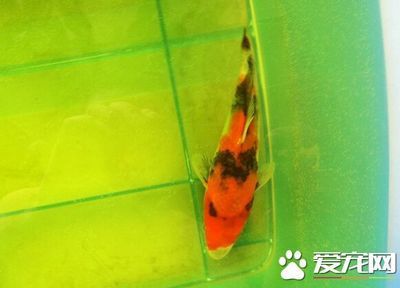 狗頭魚和金龍魚能混養(yǎng)嗎圖片欣賞（狗頭魚和金龍魚是否能混養(yǎng)是一個(gè)值得探討的問(wèn)題） 水族問(wèn)答 第1張