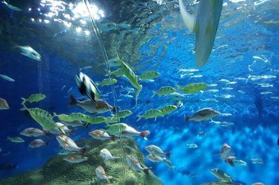 中國水族館排名（中國水族館排名，北京海洋館位居榜首） 水族館百科（水族館加盟） 第2張