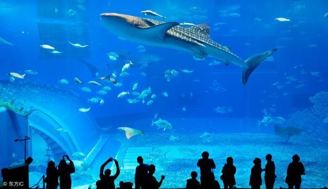 中國水族館排名（中國水族館排名，北京海洋館位居榜首） 水族館百科（水族館加盟） 第1張