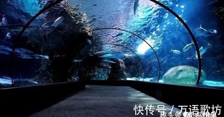 中國水族館排名（中國水族館排名，北京海洋館位居榜首） 水族館百科（水族館加盟） 第3張