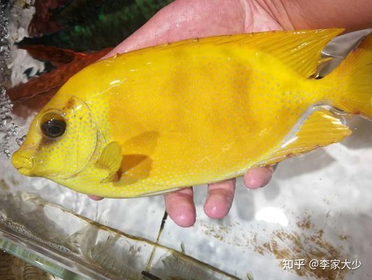 海南水族館觀賞魚批發(fā)（海南水族館批發(fā)市場） 水族館百科（水族館加盟） 第5張