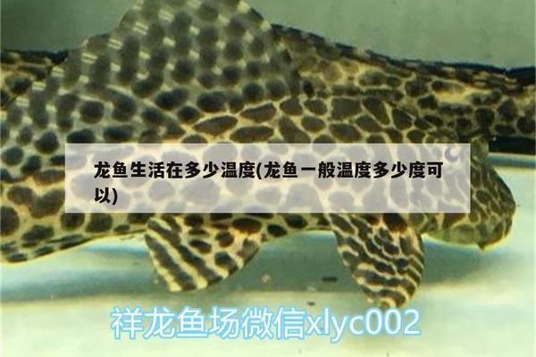 龍魚正常溫度多少合適（龍魚正常溫度的適宜范圍） 龍魚百科 第4張