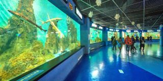 開一家水族館一年掙多少錢?。ㄩ_一家水族館一年的收入如何？） 水族館百科（水族館加盟） 第4張