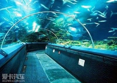 投資一個水族館要多少錢（開設一個水族館所需的投資成本和經營策略） 水族館百科（水族館加盟） 第2張