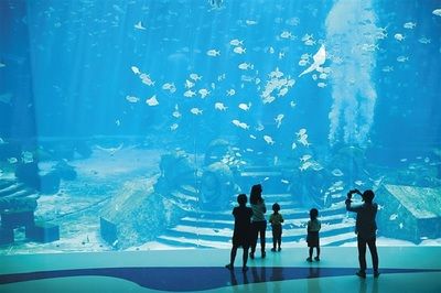 水族館算什么行業(yè)類別（水族館動物保護(hù)成功故事） 水族館百科（水族館加盟） 第1張