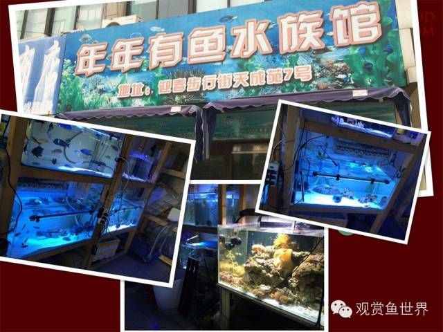 水族館有些什么魚(yú)（上海海洋水族館魚(yú)類飼養(yǎng)技巧水族館魚(yú)類互動(dòng)體驗(yàn)） 水族館百科（水族館加盟） 第1張