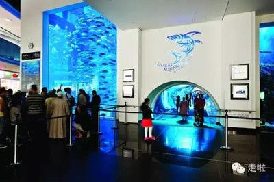 世界最大的水族館在哪個(gè)國(guó)家？（世界上最大的水族館是喬治亞水族館，是世界上最大的水族館） 水族館百科（水族館加盟） 第5張