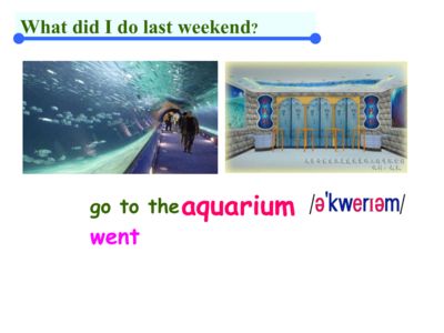 水族館用英文怎么說(shuō)？（theaquarium水族館設(shè)計(jì)的創(chuàng)新理念如何維護(hù)家庭水族箱生態(tài)） 水族館百科（水族館加盟） 第4張