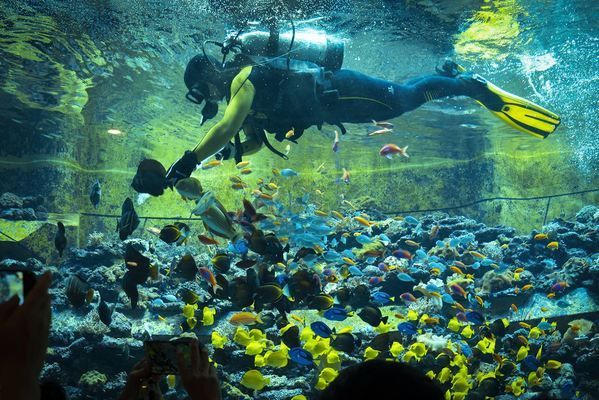 三亞水族館門票價(jià)格（三亞水族館優(yōu)待政策詳解三亞水族館優(yōu)待政策詳情） 水族館百科（水族館加盟） 第4張