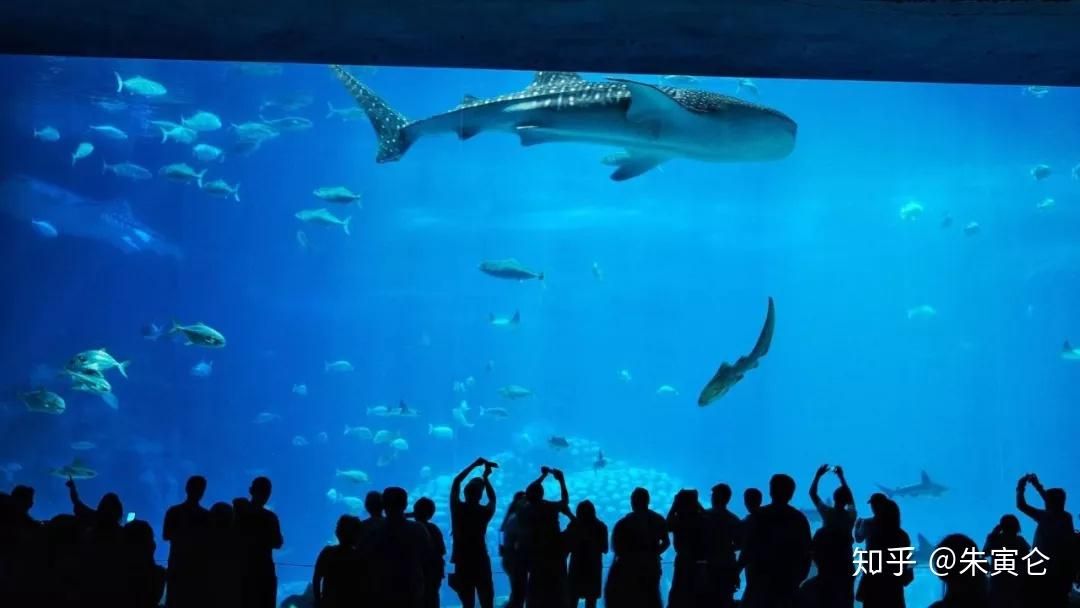 水族館工作怎么樣知乎（水族館飼養(yǎng)員工作待遇如何） 水族館百科（水族館加盟） 第3張