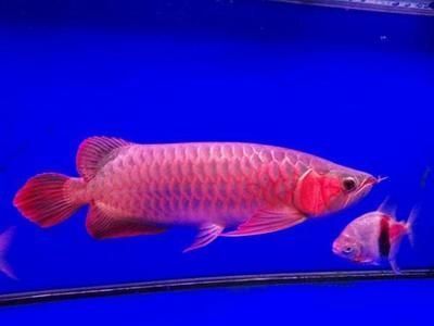 帝星龍魚（帝星龍魚與金龍魚的區(qū)別） 龍魚百科 第5張