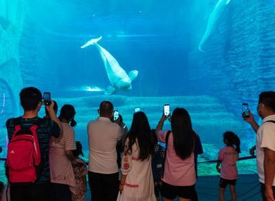 海南水族館哪個(gè)好（三亞亞特蘭蒂斯水族館門(mén)票價(jià)格蜈支洲島海洋館特色活動(dòng)介紹） 水族館百科（水族館加盟） 第3張