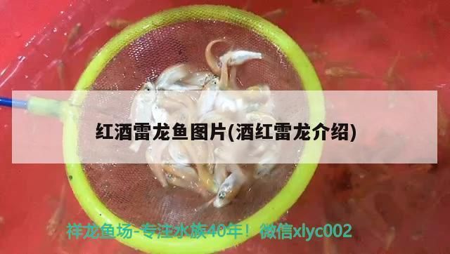 龍魚(yú)身上有白點(diǎn)是怎么回事圖片（龍魚(yú)身上出現(xiàn)小白點(diǎn)是怎么回事？） 水族問(wèn)答