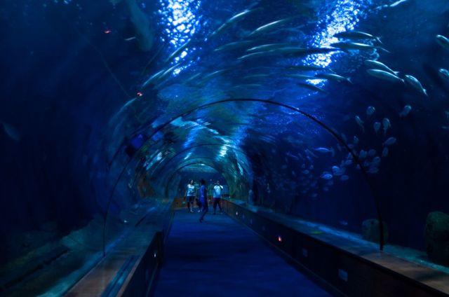 水族館大全500種（bbc地球頻道水族館專題介紹水族館大全500種詳情介紹）