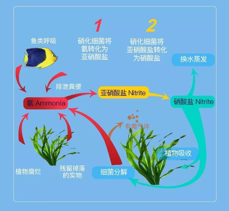 金龍魚和菠蘿魚混養(yǎng)嗎（混養(yǎng)金龍魚和菠蘿魚的注意事項） 水族問答 第1張