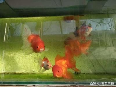 開封龍魚出售最新信息（-回答：開封龍魚的最新售價(jià)是多少） 水族問答 第1張