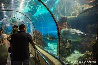 國內(nèi)好的水族館（中國國內(nèi)部分優(yōu)秀的水族館） 水族館百科（水族館加盟） 第4張