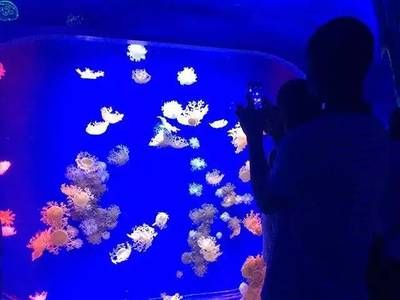 水族館干嘛的（水族館是什么？）