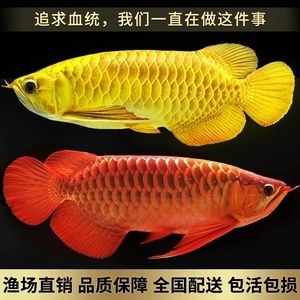 金龍魚幼苗什么地方有賣的?。ㄋ屦^金龍魚幼苗品種介紹水族館金龍魚幼苗品種介紹） 龍魚百科 第4張