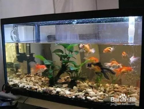 泗水紅龍魚（如何鑒別一條真正的泗水紅龍魚？） 水族問答 第2張