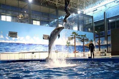 水族館推薦地方（上海海洋水族館特色活動(dòng),coex水族館特色活動(dòng)） 水族館百科（水族館加盟） 第5張