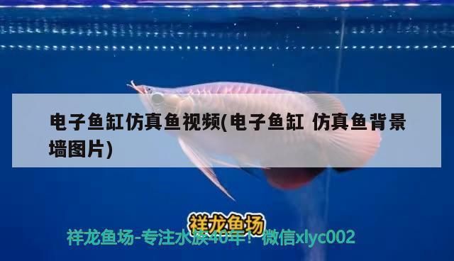 電子魚缸 仿真魚 魚缸百科 第2張