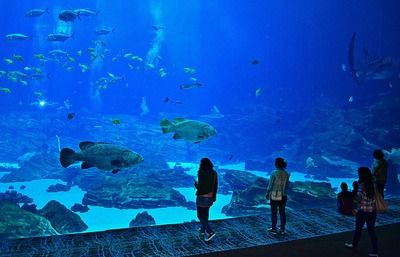 祥龍水族館官網(wǎng)訪問問題（祥龍水族館官網(wǎng)如何訪問）