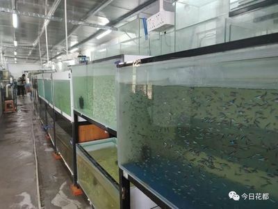 水族館店鋪分類屬于哪個(gè)部門（水族館店鋪分類）