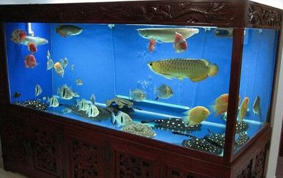 魚缸10大品牌（水族箱十大品牌）