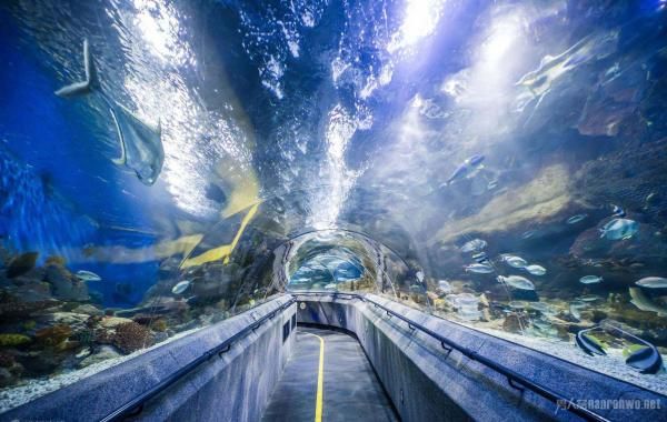 水族館面積（世界十大水族館排名更新水族館面積與生物多樣性之間的關系）