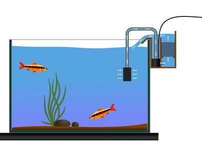 龍魚區(qū)分雌性雄性魚（如何判斷龍魚的性別） 水族問答 第5張