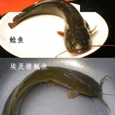 紅龍魚缸的最佳水位（如何確定紅龍魚缸的最佳水位？） 水族問答 第1張