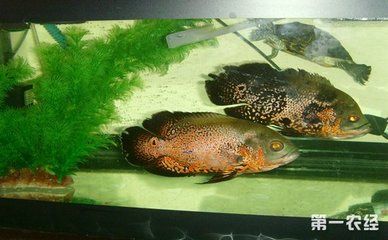 金龍魚廠家地址（-金龍魚廠家的聯(lián)系方式是什么） 水族問答