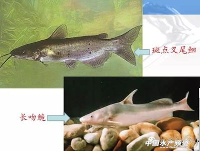 安陽(yáng)金龍魚(yú)總代理電話地址是多少（安陽(yáng)金龍魚(yú)總代理的聯(lián)系電話是0372-xxxxxxx） 水族問(wèn)答 第2張