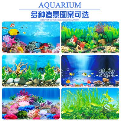 孟吉爾紅龍魚的特點（關(guān)于孟吉爾紅龍魚的問題） 水族問答 第1張