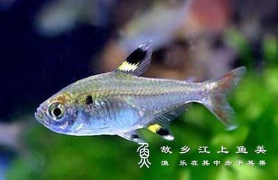 金龍魚的樣子是什么樣的（金龍魚是一種常見的觀賞魚，） 水族問答