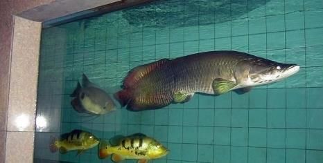 水族館一般賣什么（水族館一般銷售商品） 水族館百科（水族館加盟） 第4張