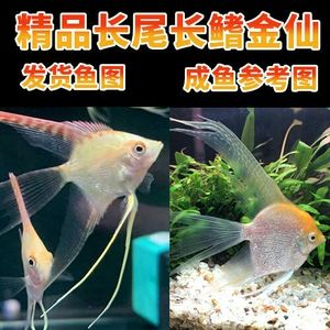 水族館一般賣什么（水族館一般銷售商品） 水族館百科（水族館加盟） 第5張