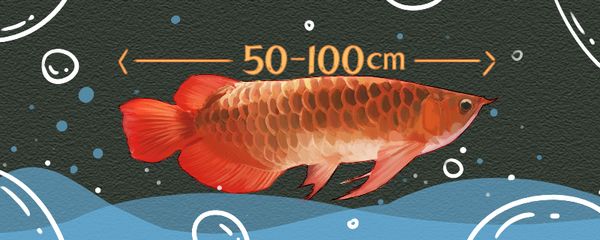 紅龍魚(yú)60厘米需要多少年（紅龍魚(yú)60厘米需要15年紅龍魚(yú)長(zhǎng)到60厘米所需的年限受到多種影響） 龍魚(yú)百科 第2張