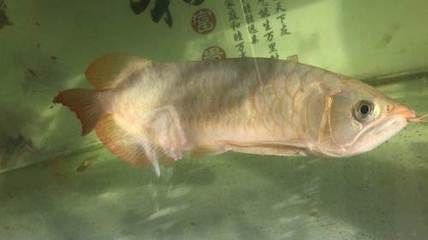 紅龍魚(yú)60厘米需要多少年（紅龍魚(yú)60厘米需要15年紅龍魚(yú)長(zhǎng)到60厘米所需的年限受到多種影響） 龍魚(yú)百科 第4張