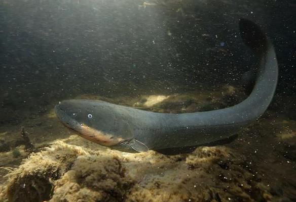 哪種雷龍魚(yú)耐高溫 水族問(wèn)答 第2張