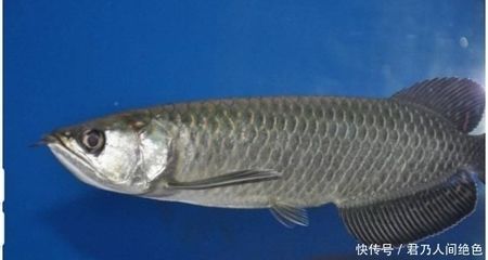 龍魚咬別的魚怎么辦啊（如何解決龍魚咬其他魚的問(wèn)題） 龍魚百科 第4張