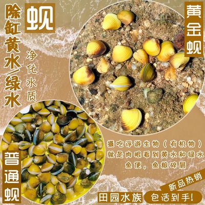 旁皮魚缸視頻（關(guān)于旁皮魚缸的視頻詳情） 魚缸百科 第4張