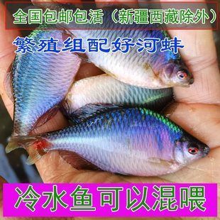 旁皮魚缸視頻（關(guān)于旁皮魚缸的視頻詳情） 魚缸百科 第3張