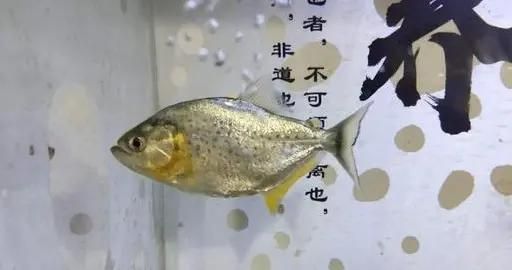 金龍魚為什么魚食最好（為什么金龍魚喜歡吃金龍魚飼料？） 水族問答 第1張