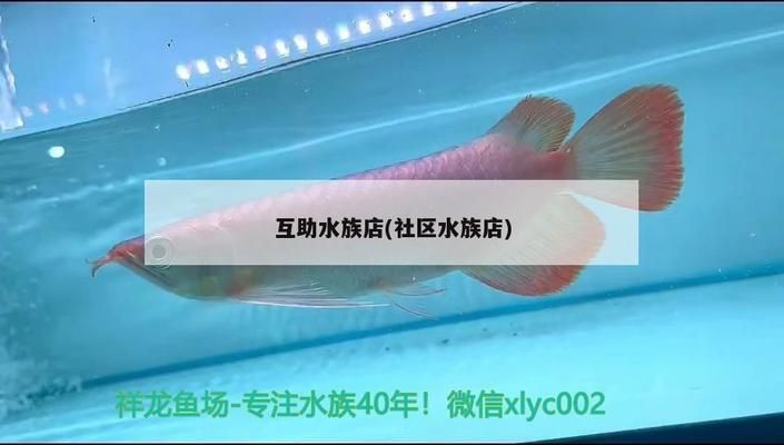 祥龍水族館加盟賺錢嗎現(xiàn)在怎么樣了（水族館加盟優(yōu)勢(shì)分析） 水族館百科（水族館加盟） 第1張