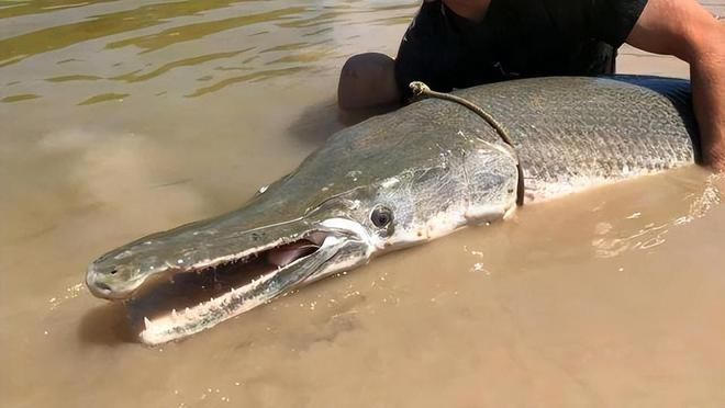 龍魚(yú)爛鰭圖片大全（龍魚(yú)爛鰭圖片大全，養(yǎng)魚(yú)愛(ài)好者更好地識(shí)別和處理這一病癥） 水族問(wèn)答 第2張